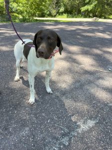 White dog with black and brown spots stands on the pavement