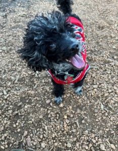 Small, black dog in a red harness stands on gravel