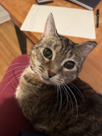 Brown and black cat sits on a chair