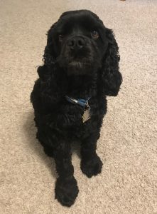Black dog sits on a carpeted floor
