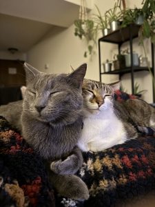 A picture of two cats, one brown and white, and the other gray, snuggling together, with their eyes closed